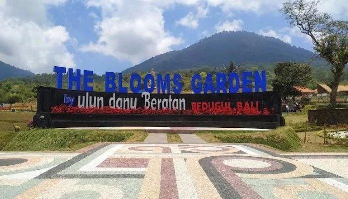 The Blooms Garden Bali, sebuah destinasi wisata terbaru di Pulau Dewata, menjadi sorotan bagi para pencinta alam dan keindahan bunga.